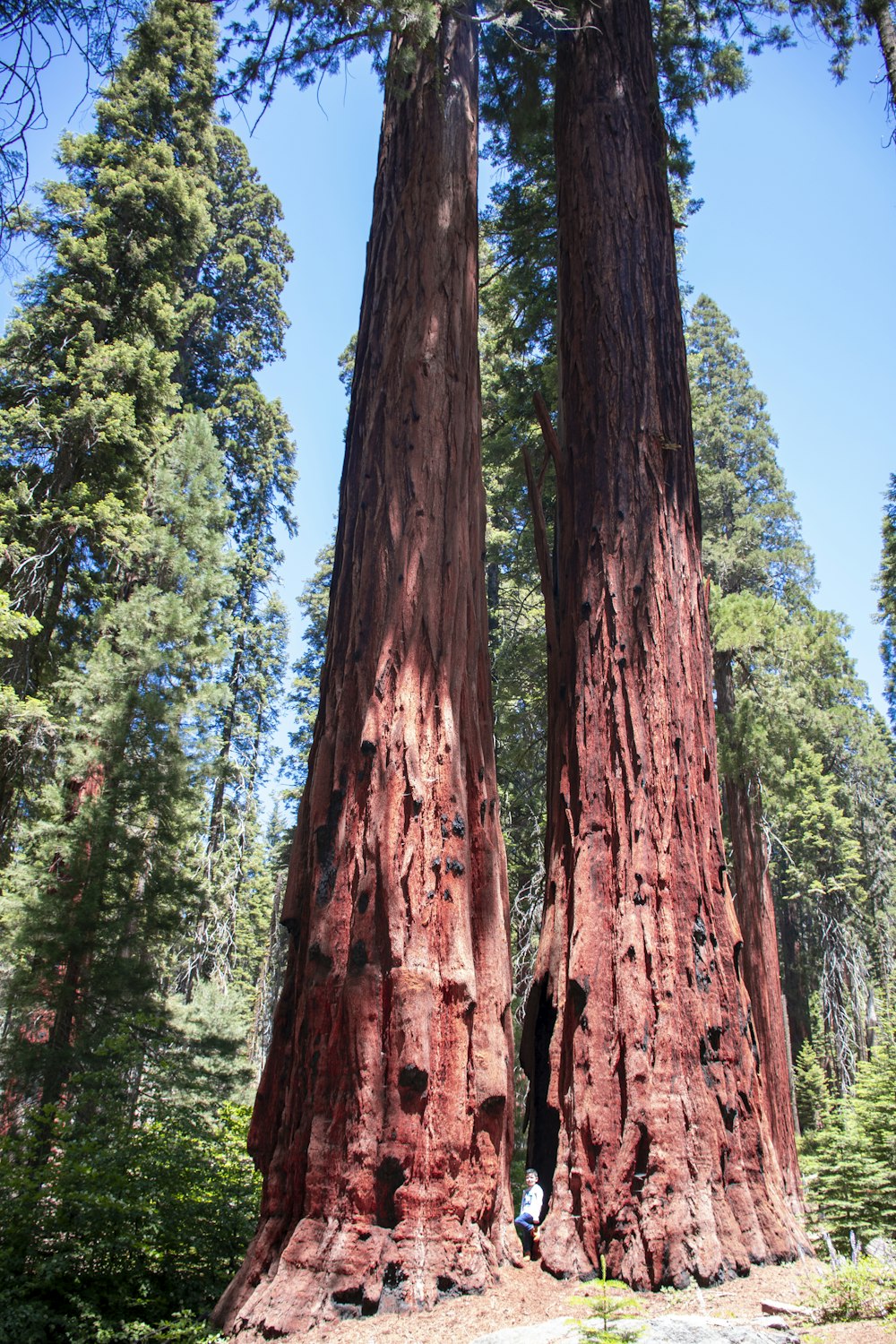 Tronco de árbol marrón en campo de hierba verde durante el día