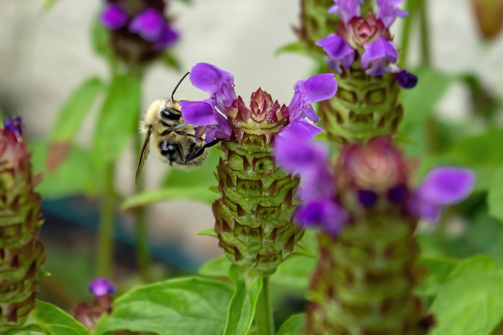 black and yellow bee on pink flower