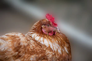 brown and white chicken chick