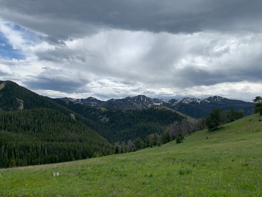 green trees on green grass field under cloudy sky during daytime in Montana United States