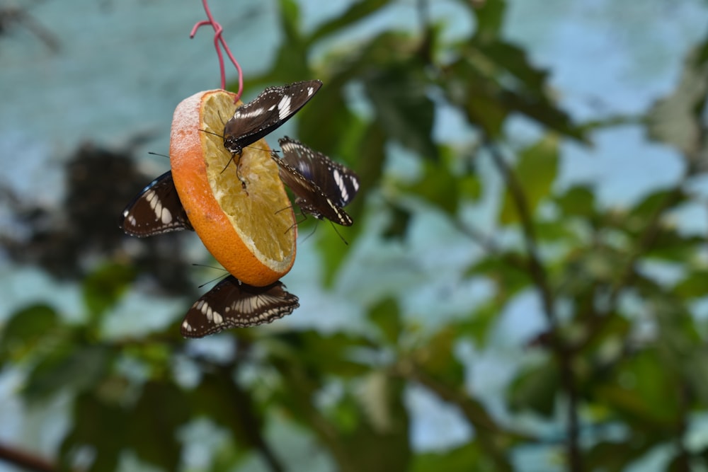 brown and black butterfly on orange fruit during daytime