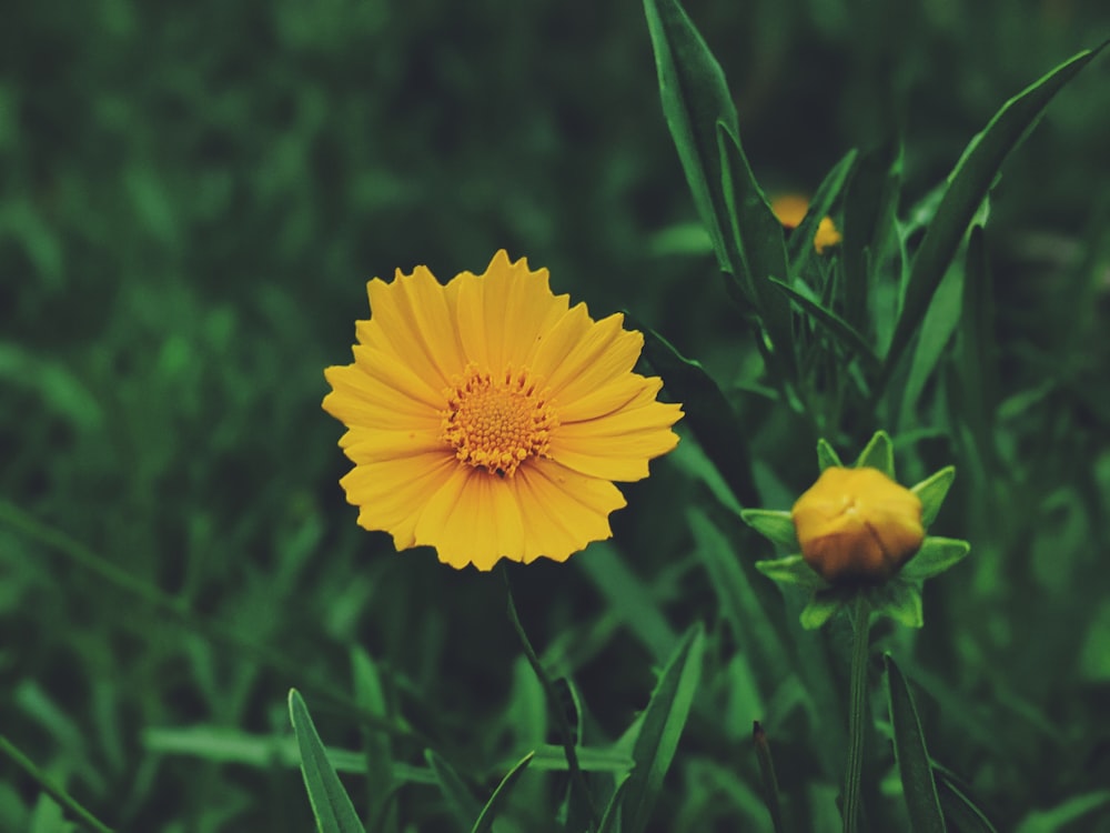 yellow flower in tilt shift lens