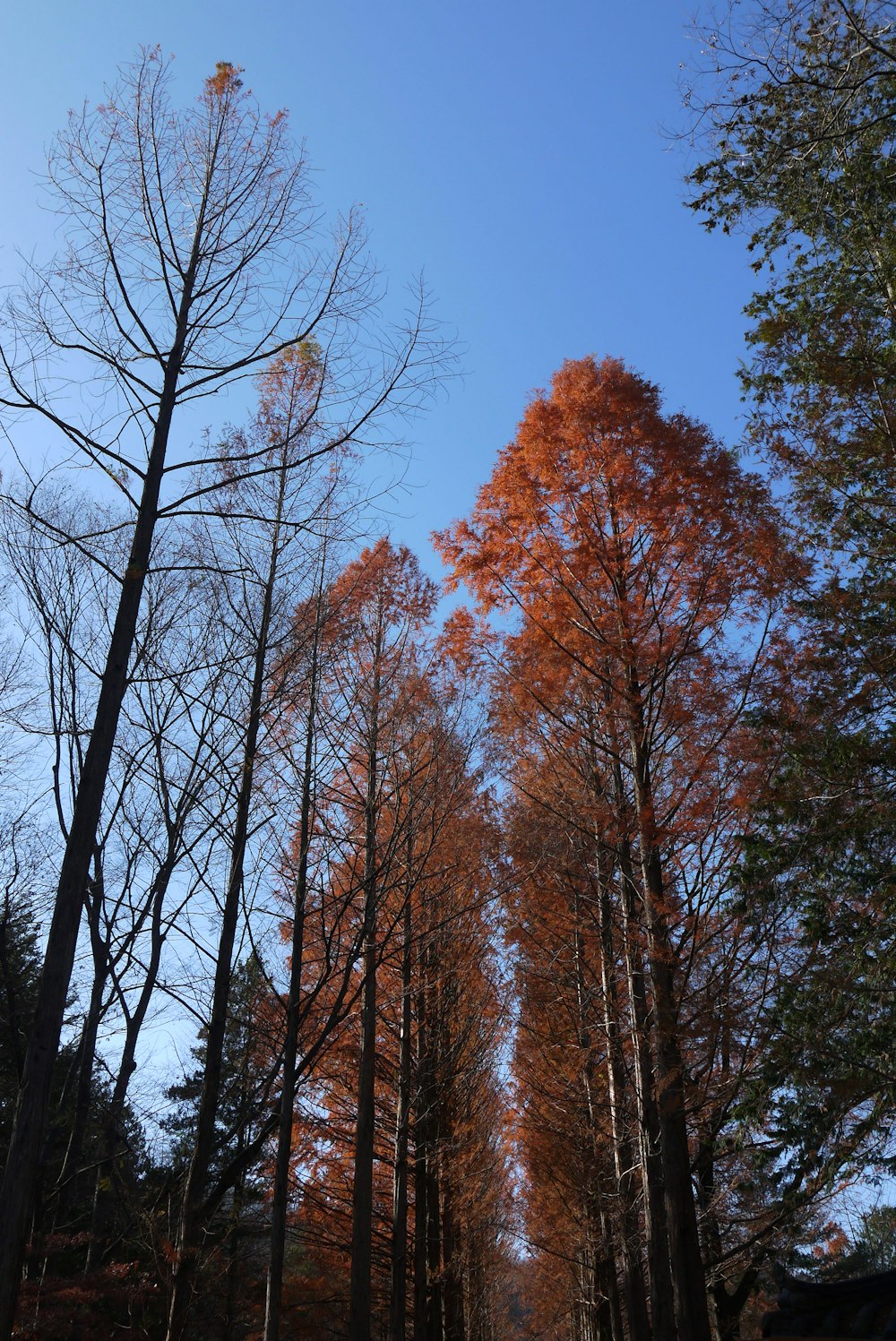 昼間の青空に茶色の木々