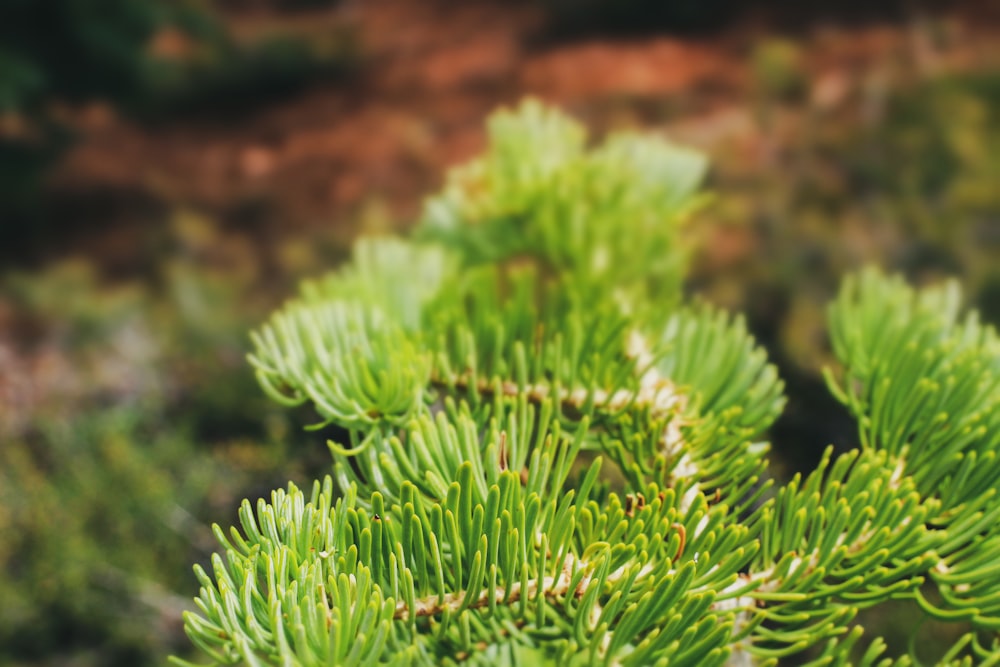 green fern plant in close up photography