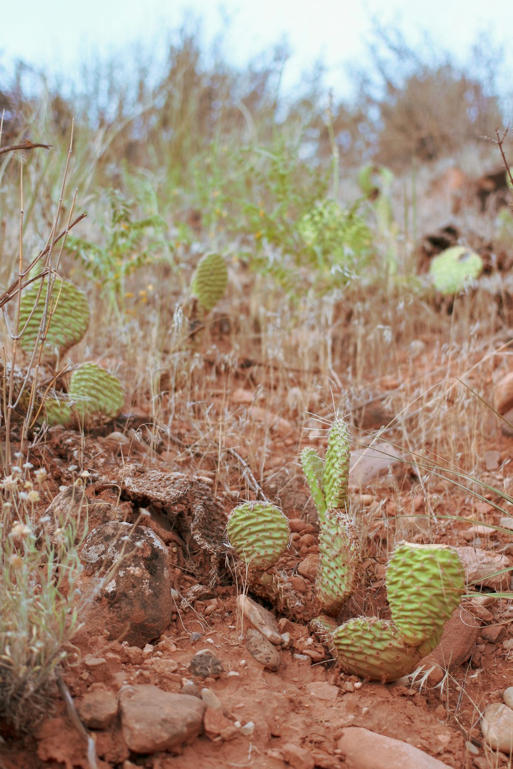 green cactus plant on brown soil during daytime