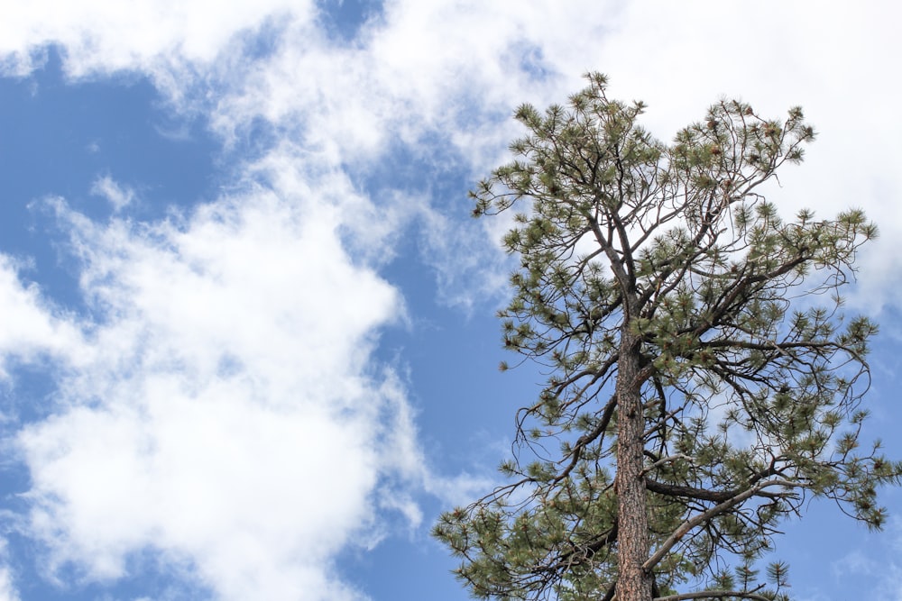 green trees under white clouds and blue sky during daytime