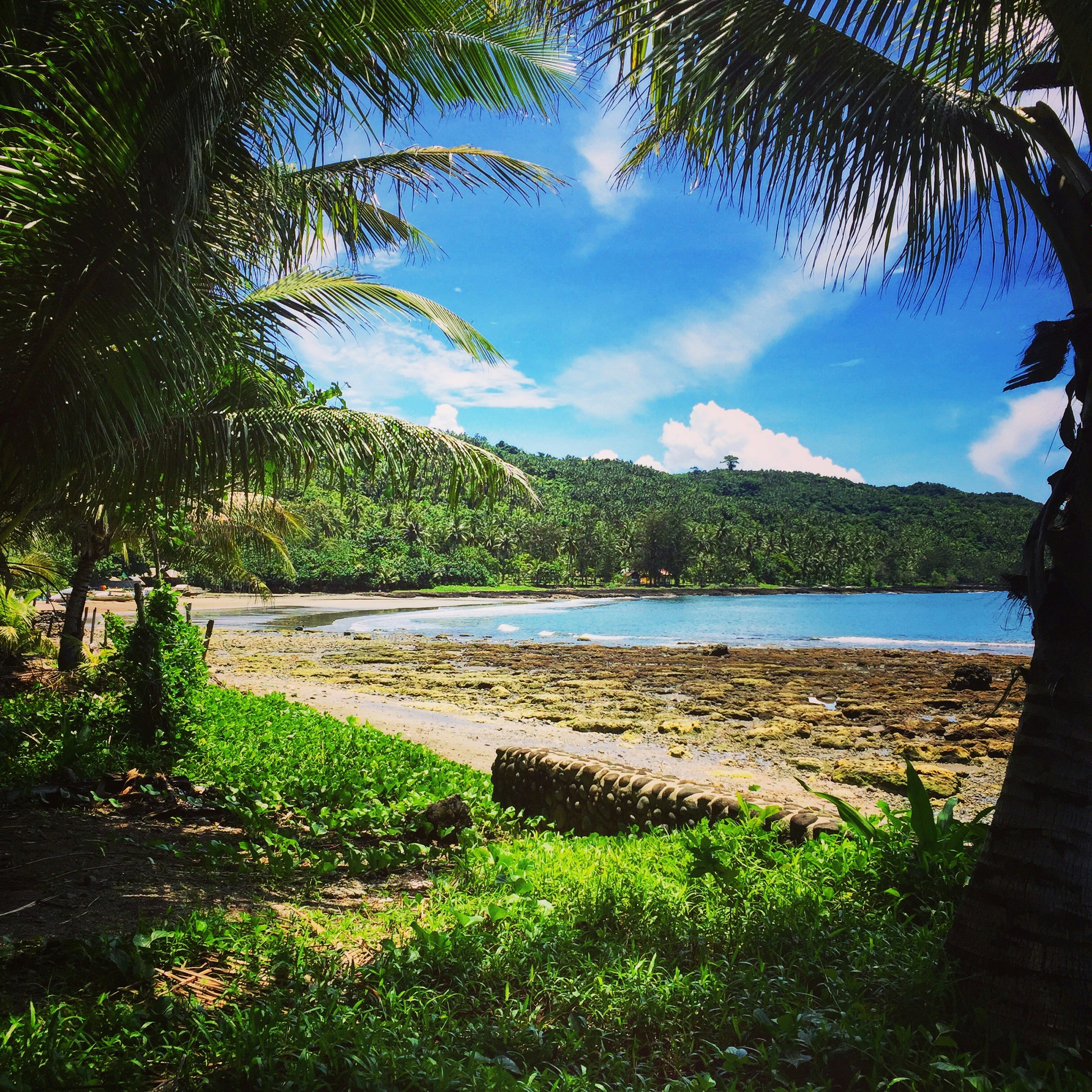 green palm tree near body of water during daytime