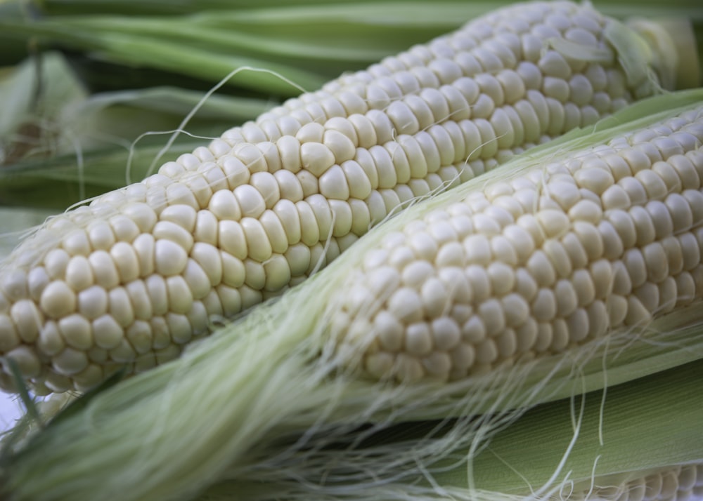 white corn on green textile