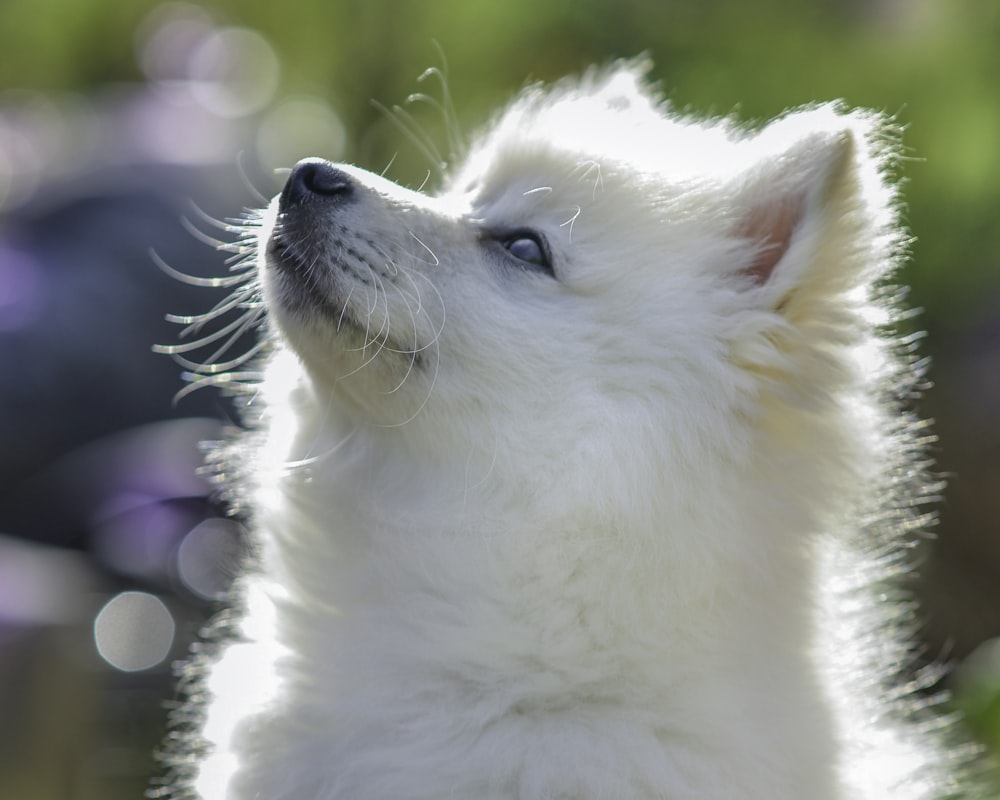 클로즈업 사진의 흰색 포메라니안 강아지