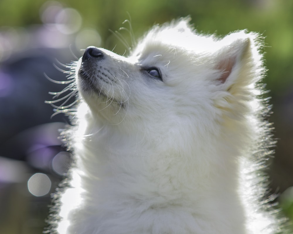 chiot blanc de poméranie en gros plan photographie