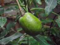 Close-up of a ripe, glistening fruit hanging from a branch ready for harvest.