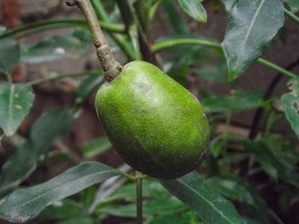 Close-up of a ripe, glistening fruit hanging from a branch ready for harvest.
