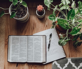 white book page beside green potted plant