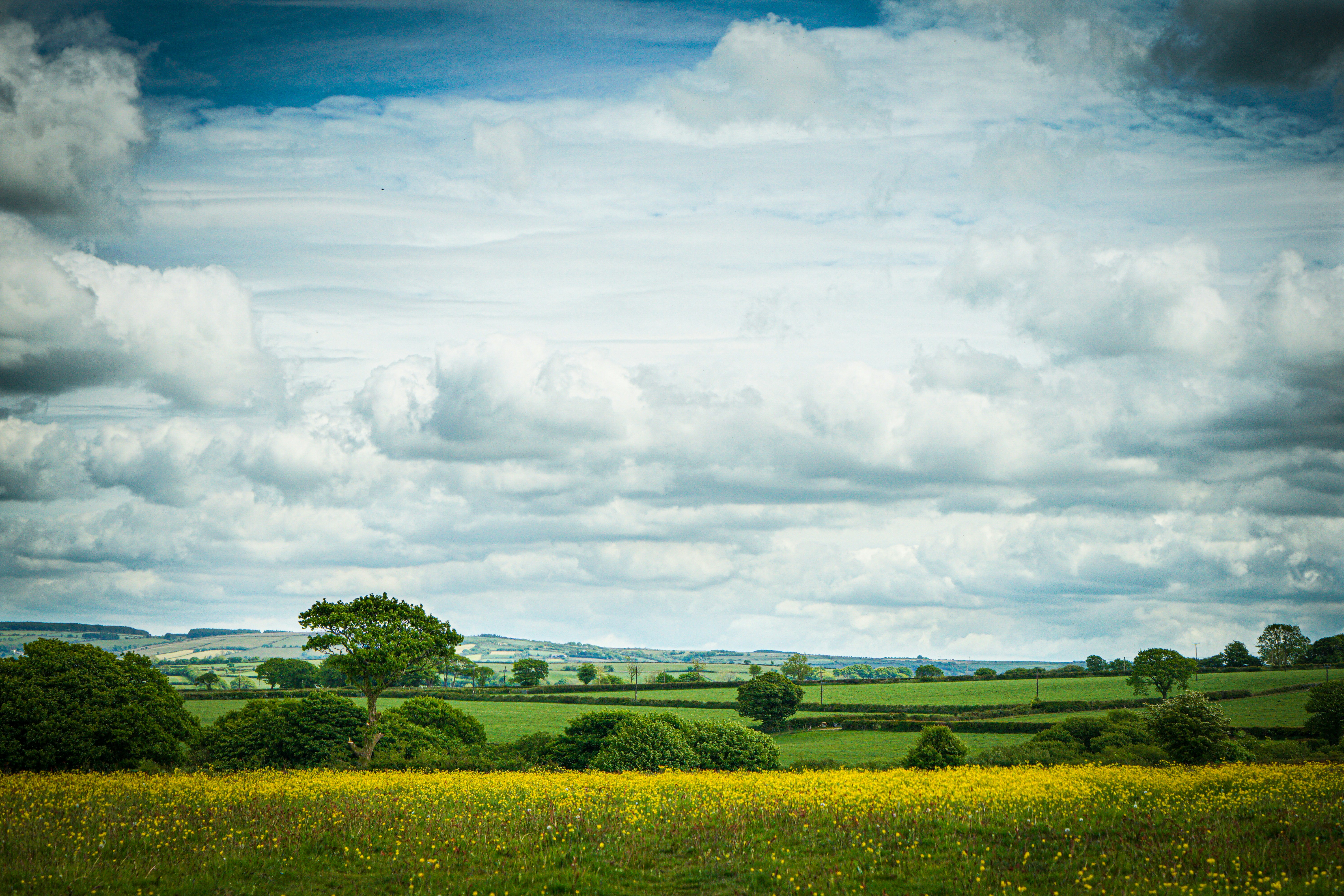 A Buttercups carpet in Wales.