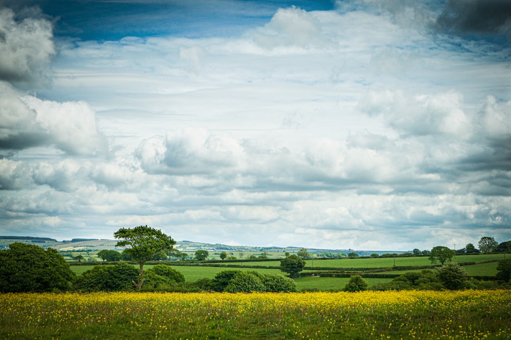 green grass field under white clouds and blue sky during daytime