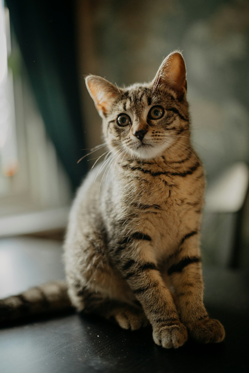 brown tabby cat on white table