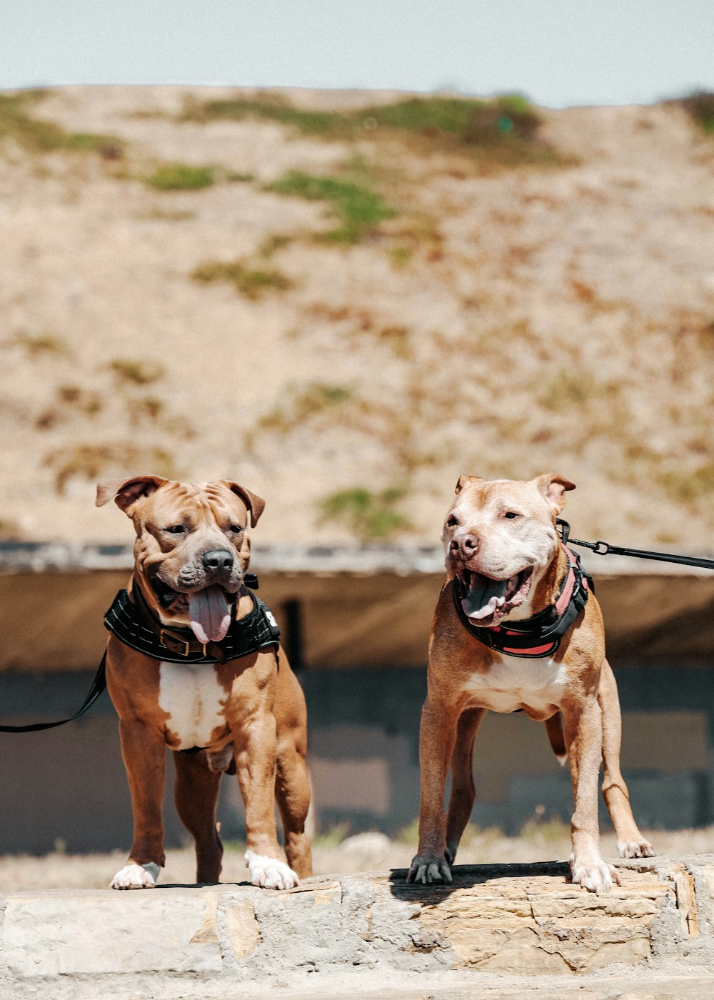 Brauner und weißer amerikanischer Pitbull Terrier Mix Welpe