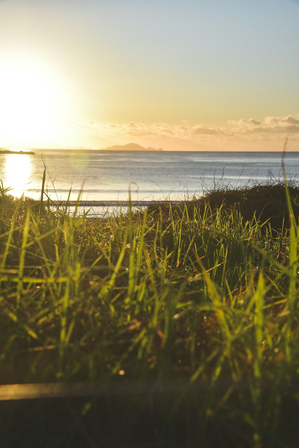 green grass near sea during sunset