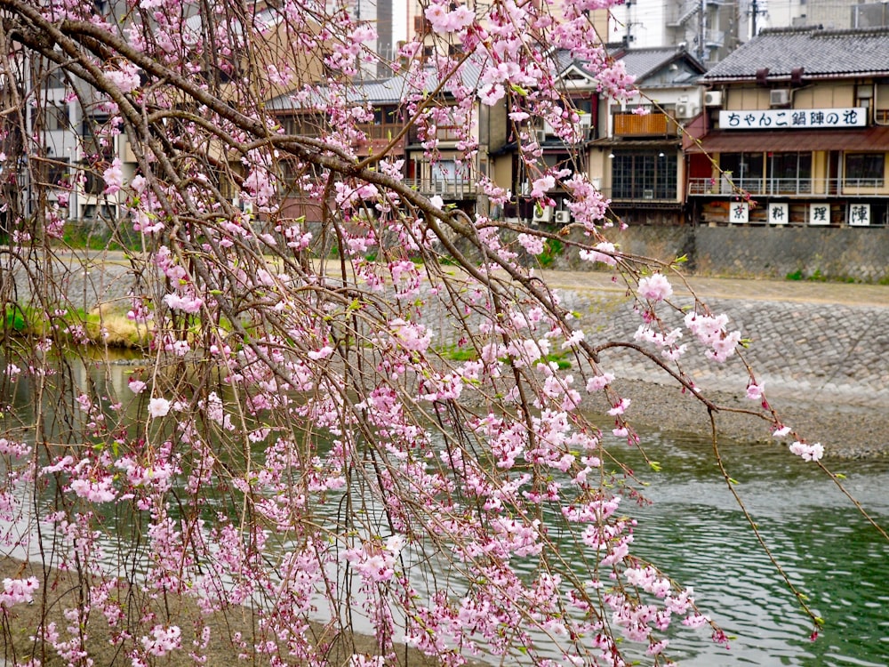 pink cherry blossom tree near body of water during daytime