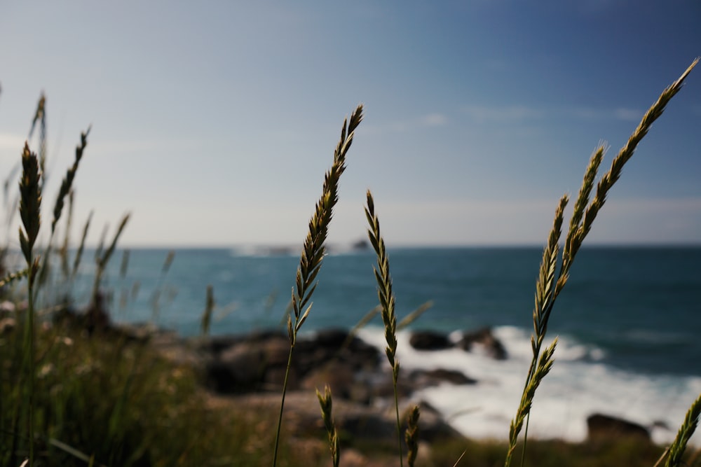 green wheat field near body of water during daytime