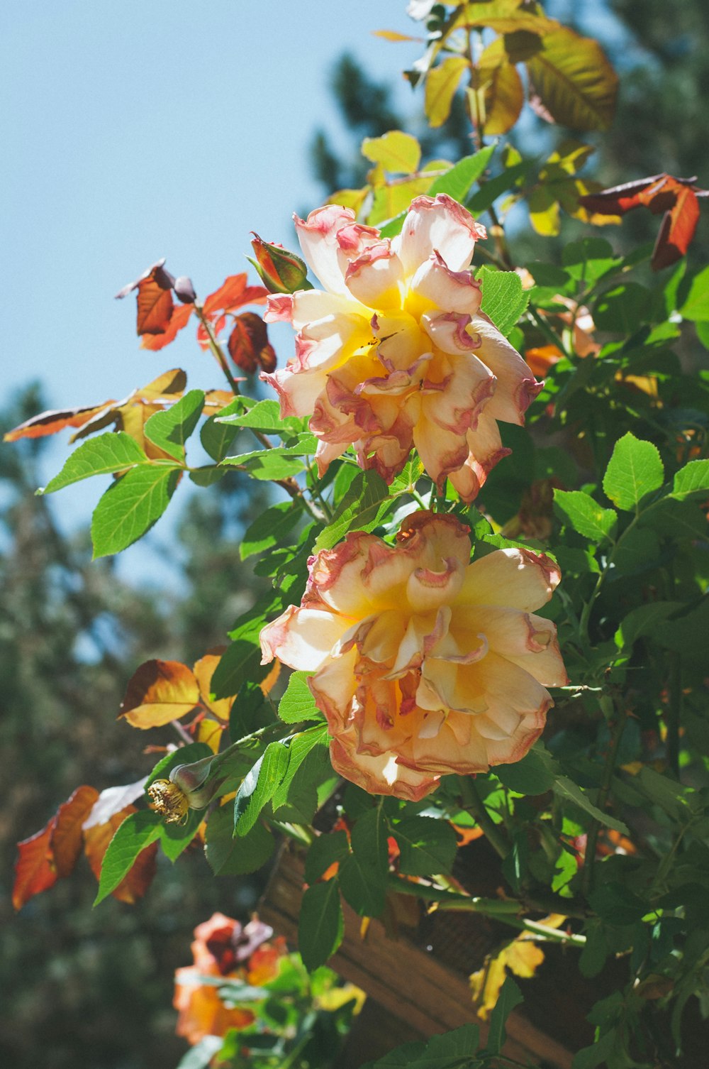 チルトシフトレンズの黄色とピンクの花