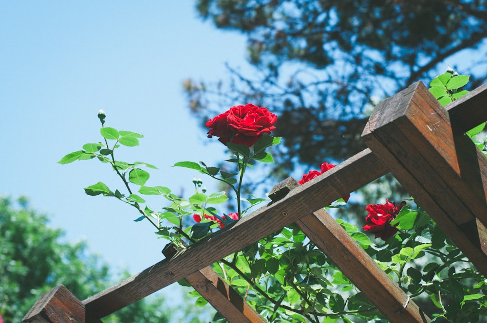 red rose in bloom during daytime