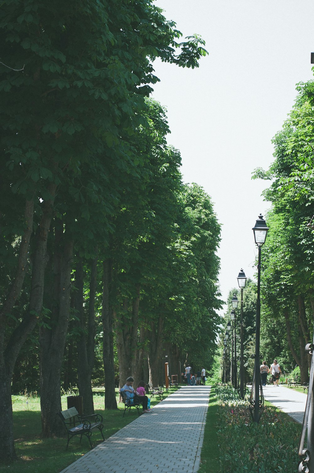people walking on street surrounded by green trees during daytime
