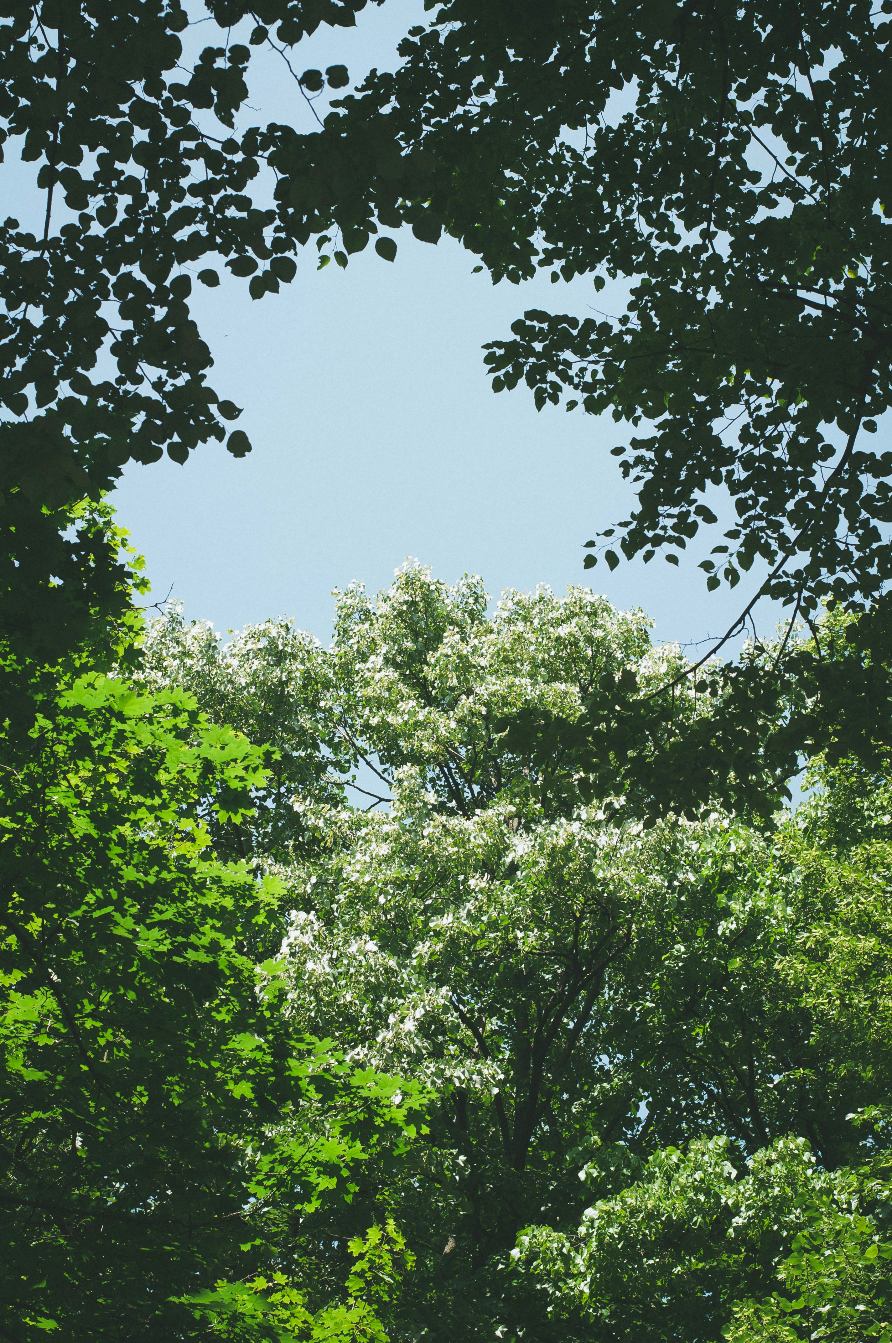 green trees under white sky during daytime