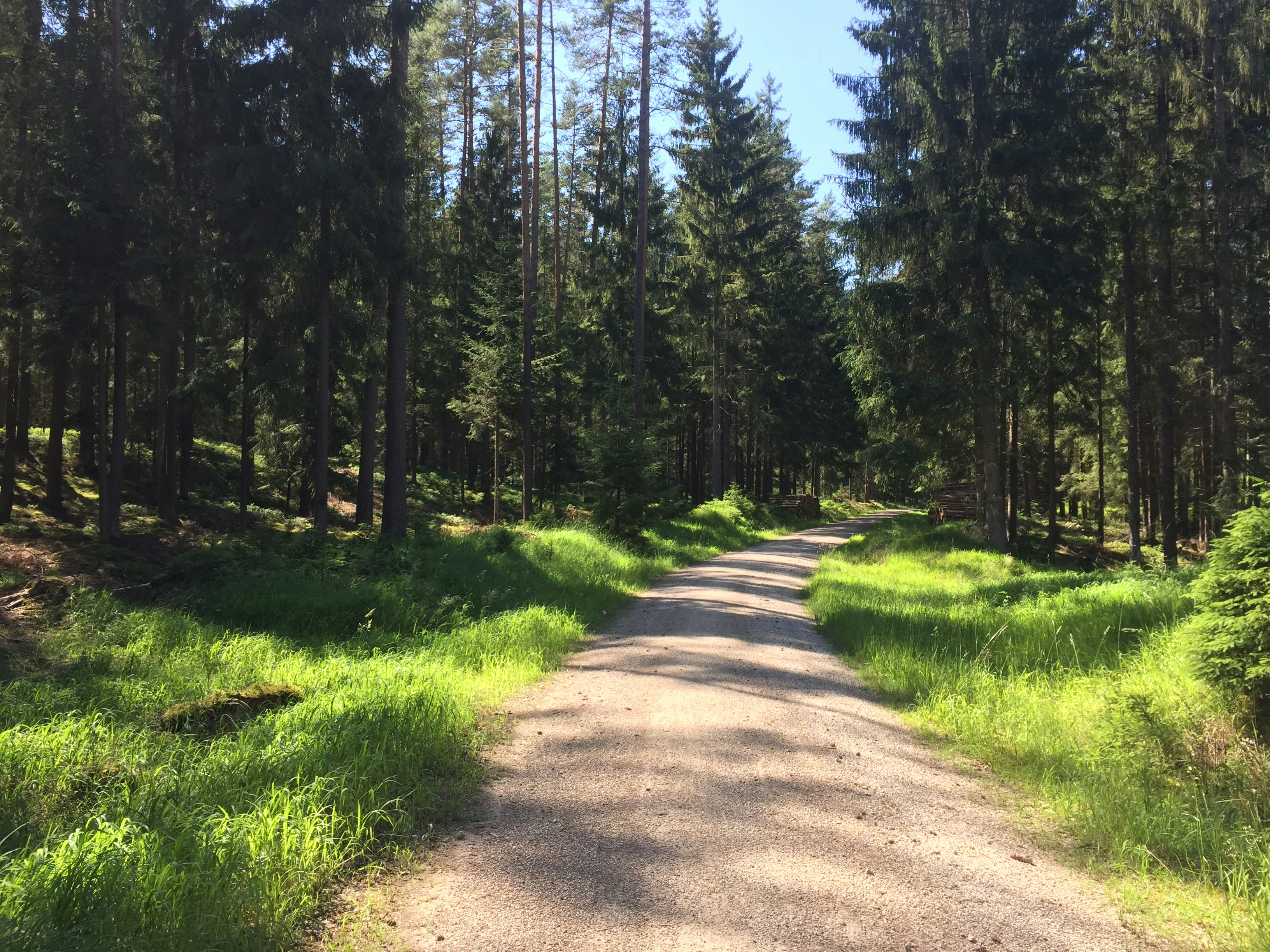green grass field and trees during daytime