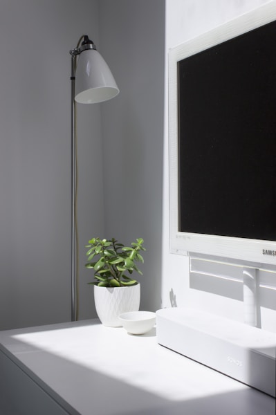 green plant on white ceramic pot