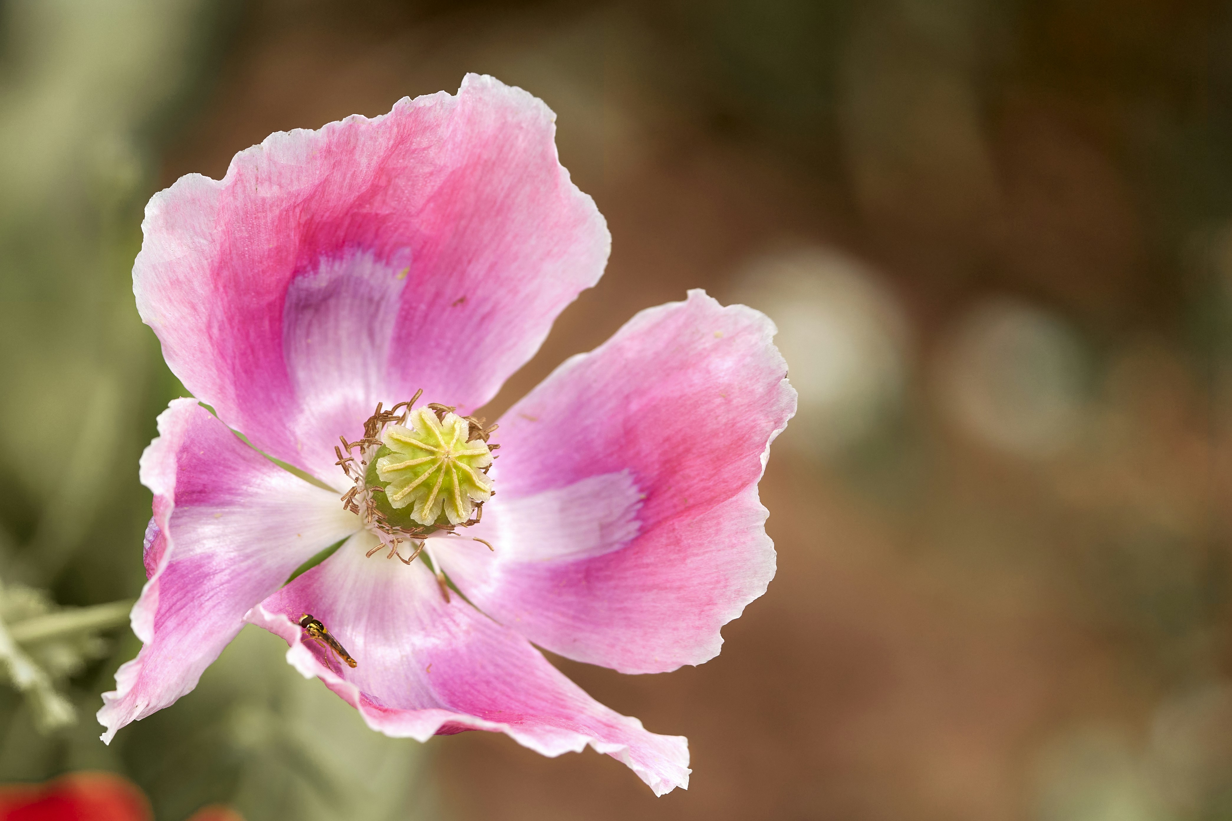 Photo by ingodoerrie