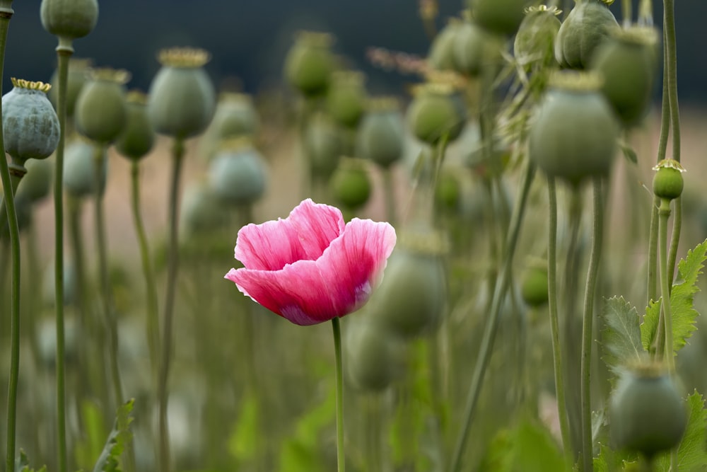 pink flower in tilt shift lens