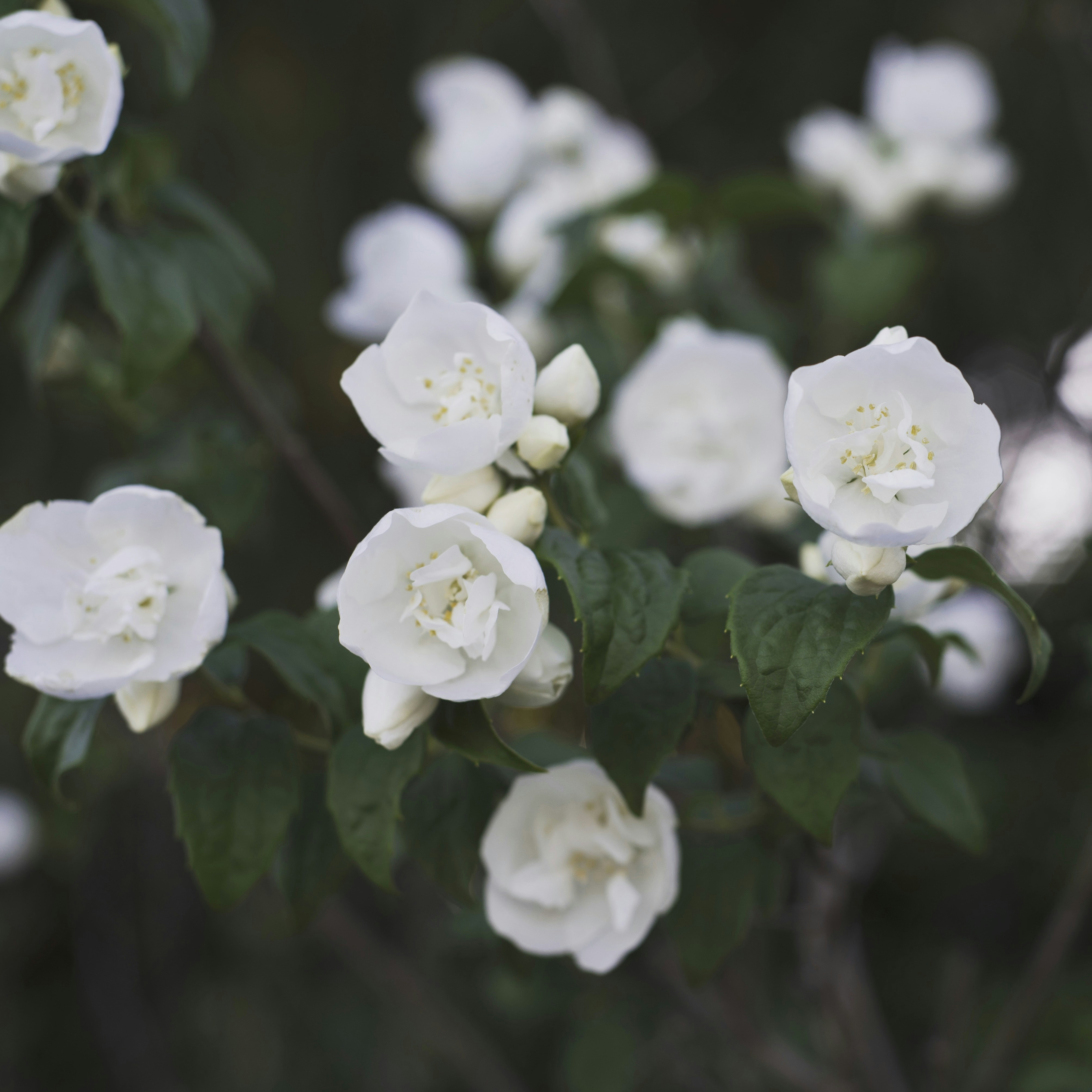 Photo by loriane_photography