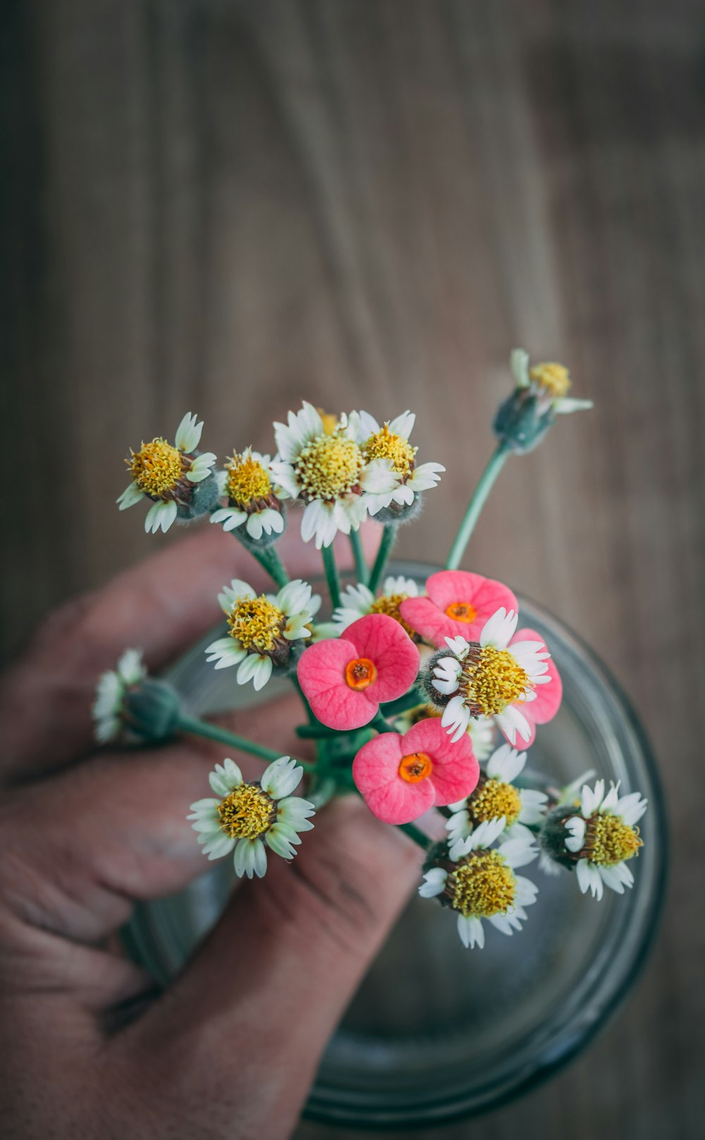 person holding white and yellow flowers