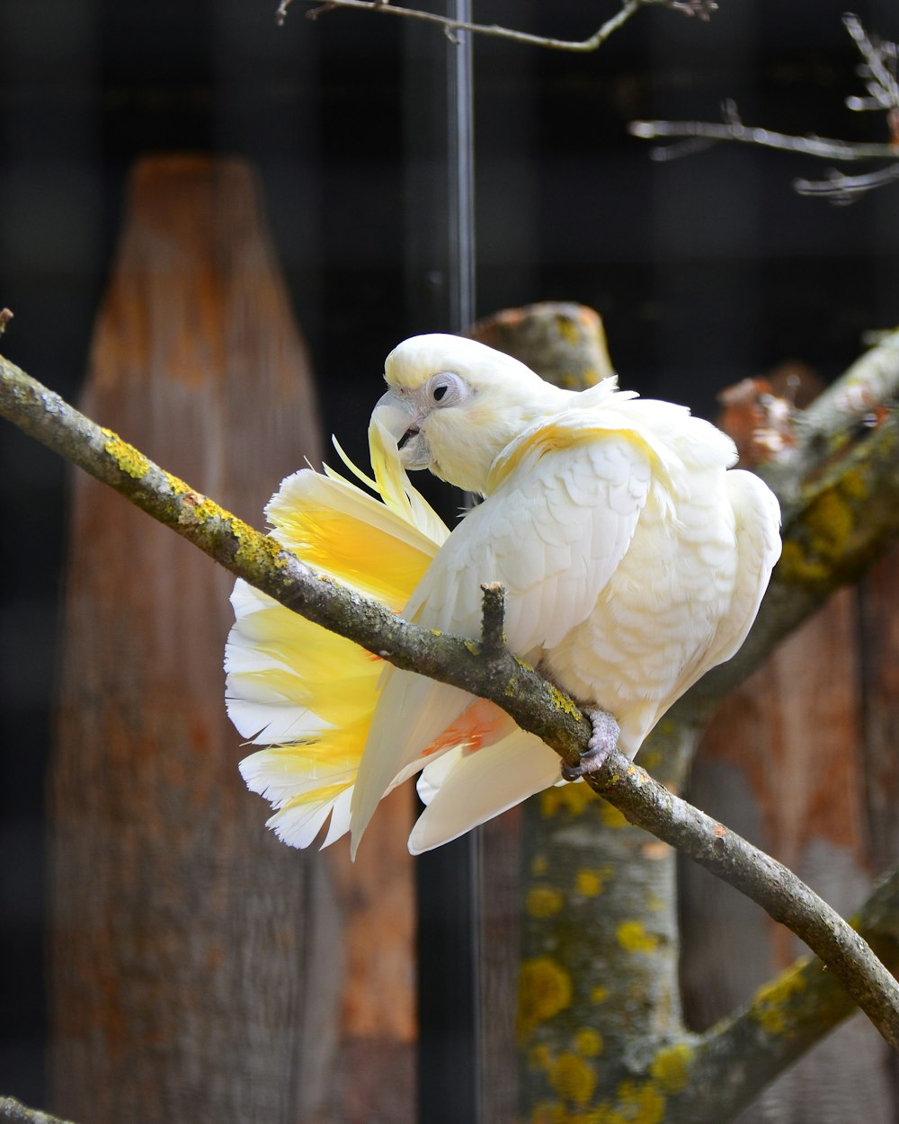 weißer Vogel auf braunem Ast