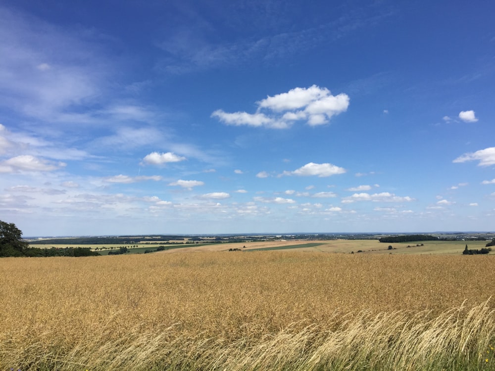 brown grass field near body of water under blue sky during daytime