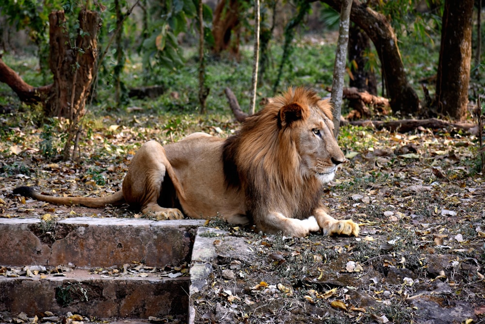 lion lying on gray concrete floor during daytime