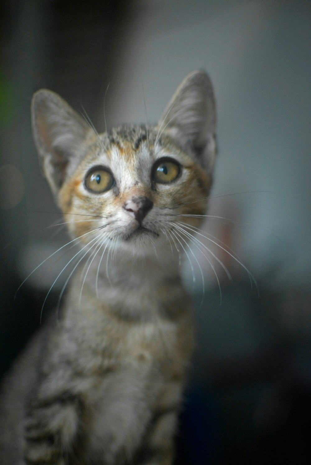 brown tabby cat in black background