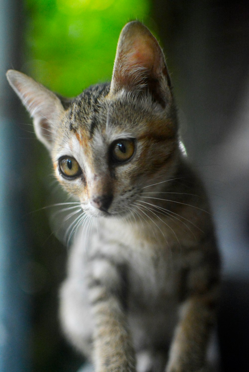 brown tabby cat in close up photography