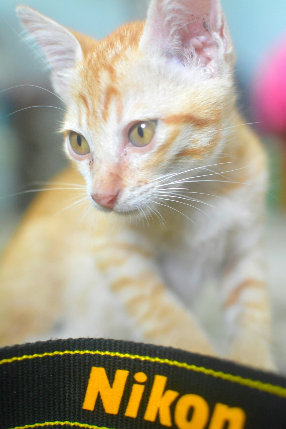 orange tabby cat on green textile
