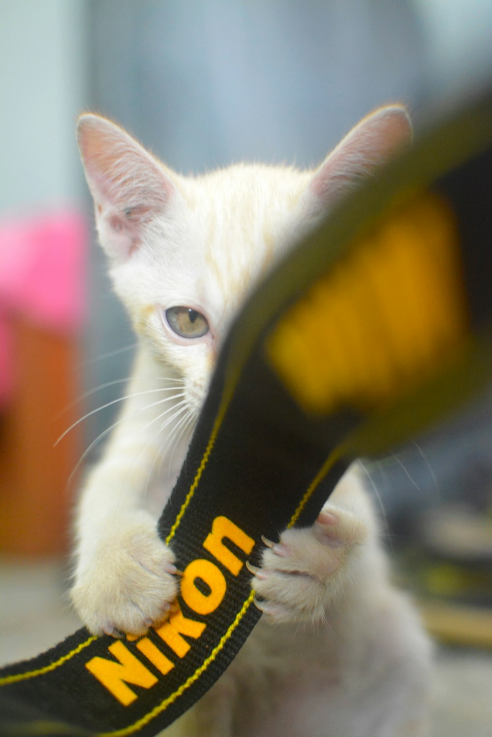 white cat with black and yellow strap