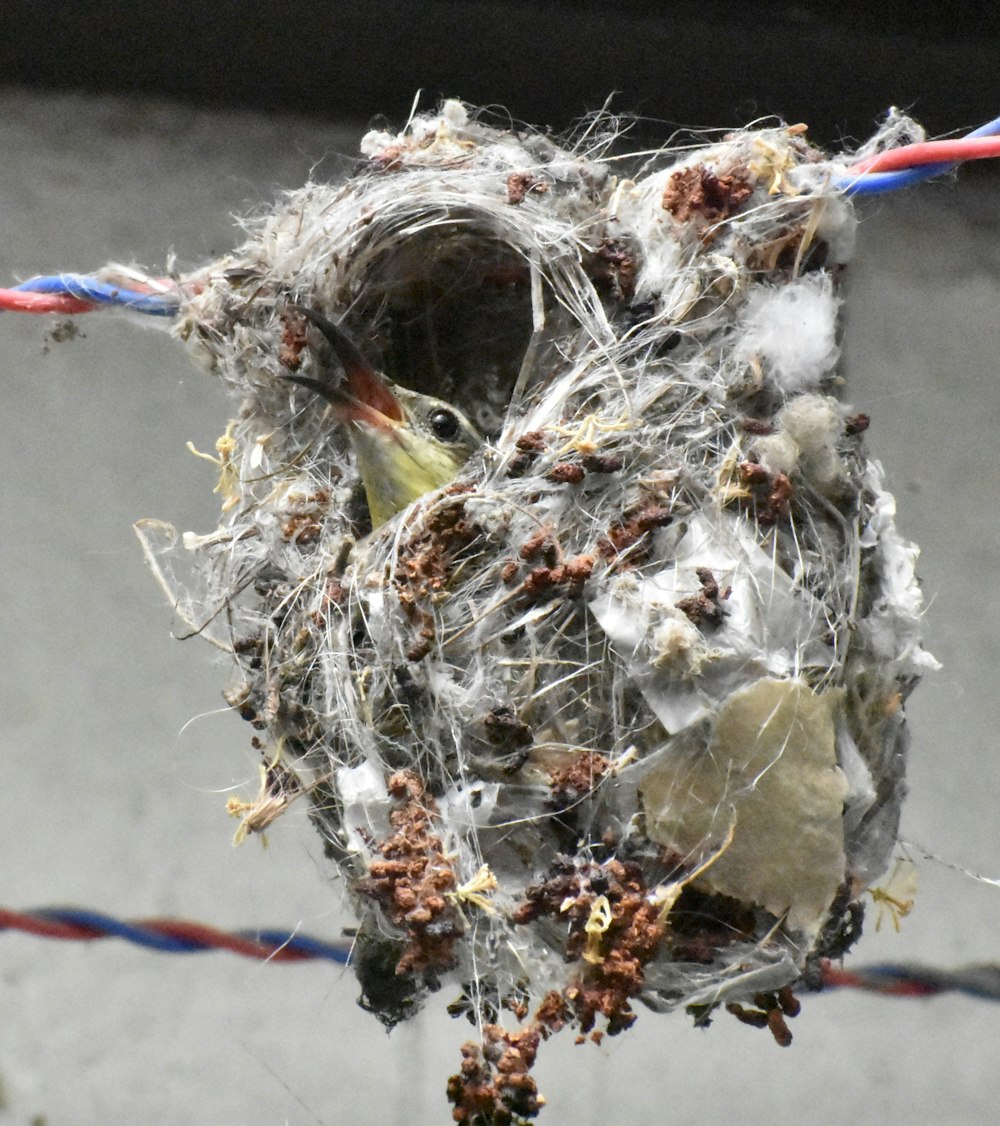 white and brown bird nest