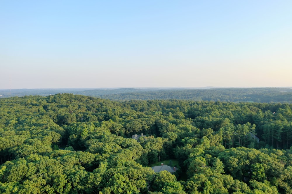 green trees under white sky during daytime