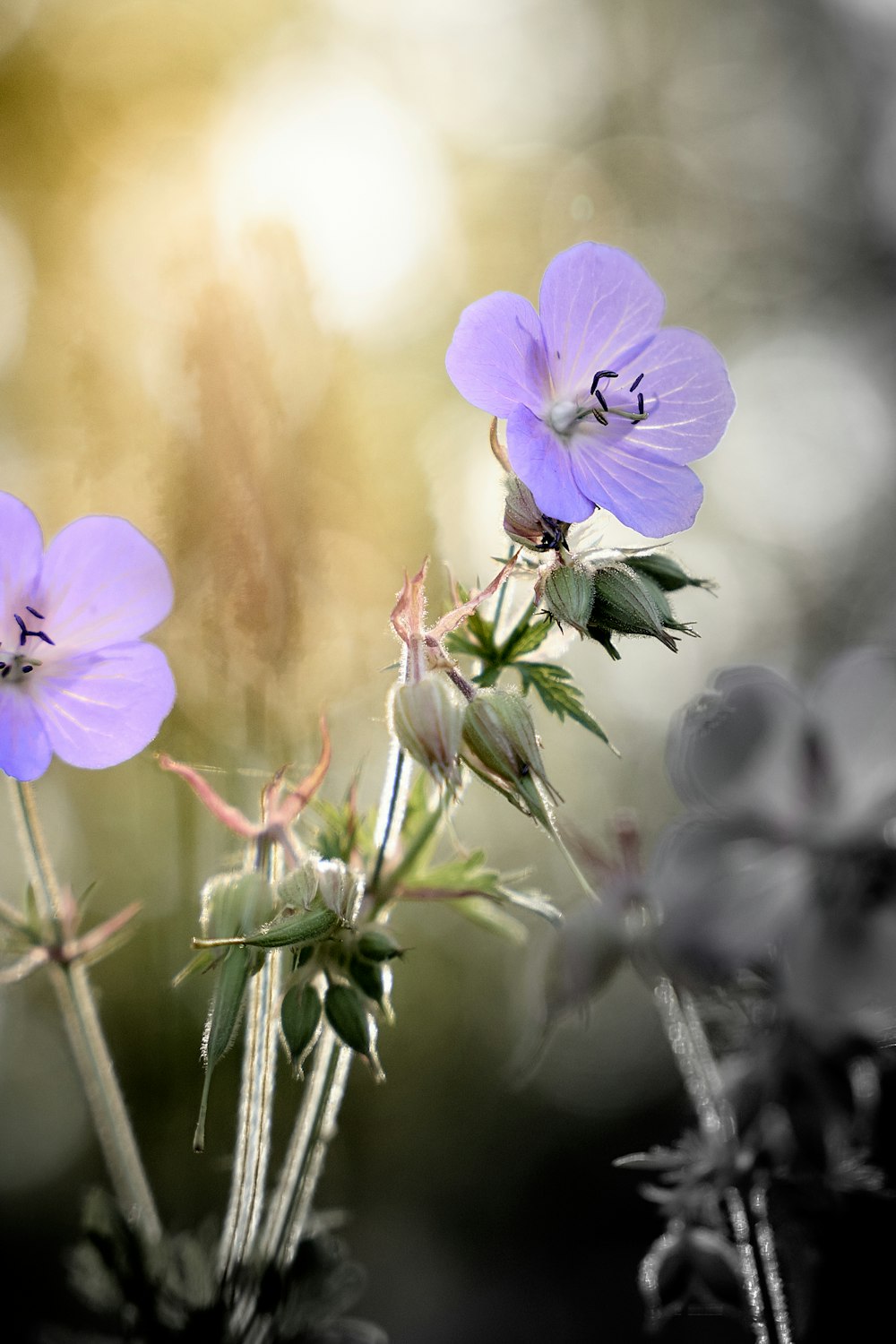 purple flower in tilt shift lens