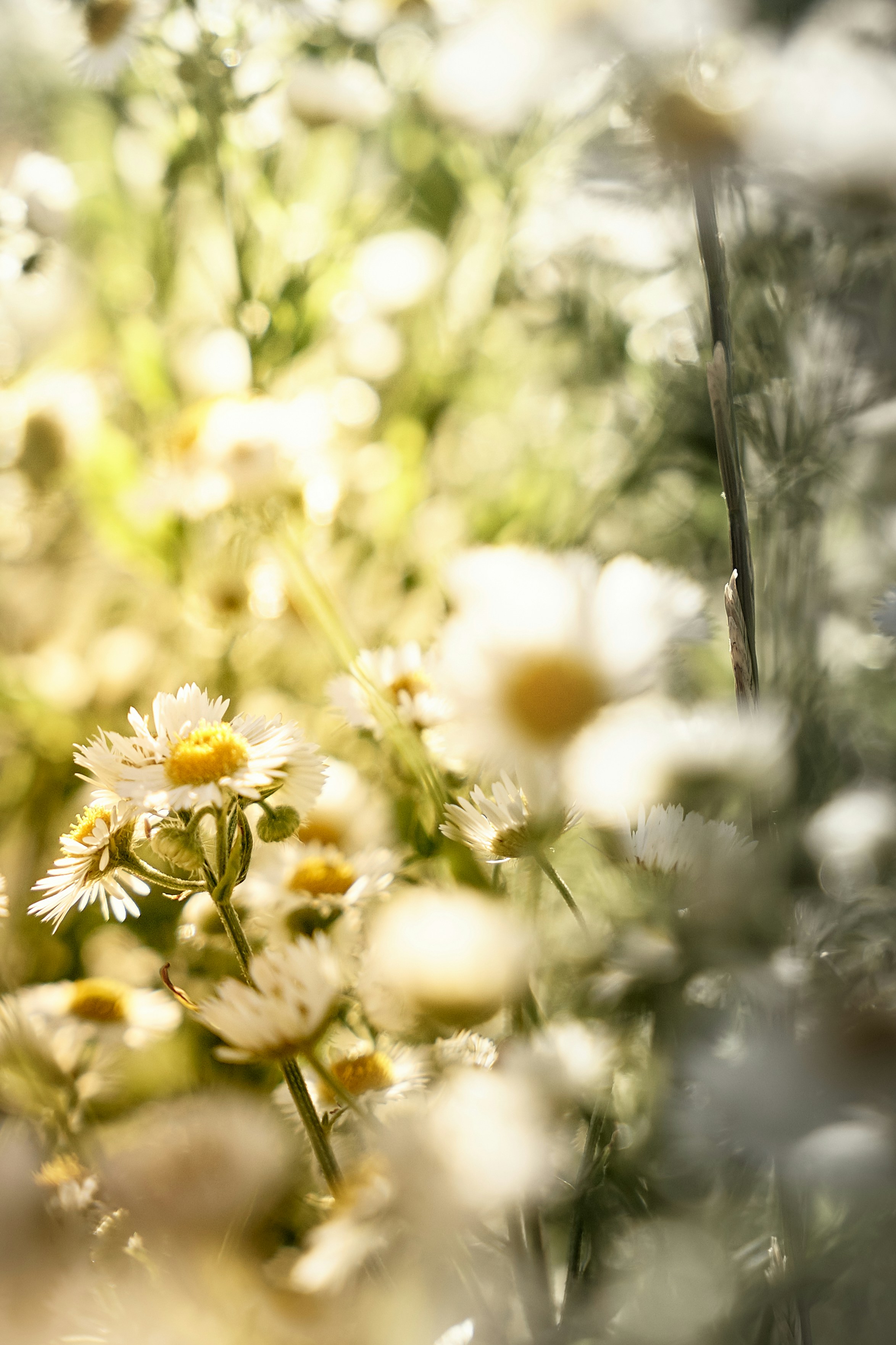 Photo by bruno_kelzer