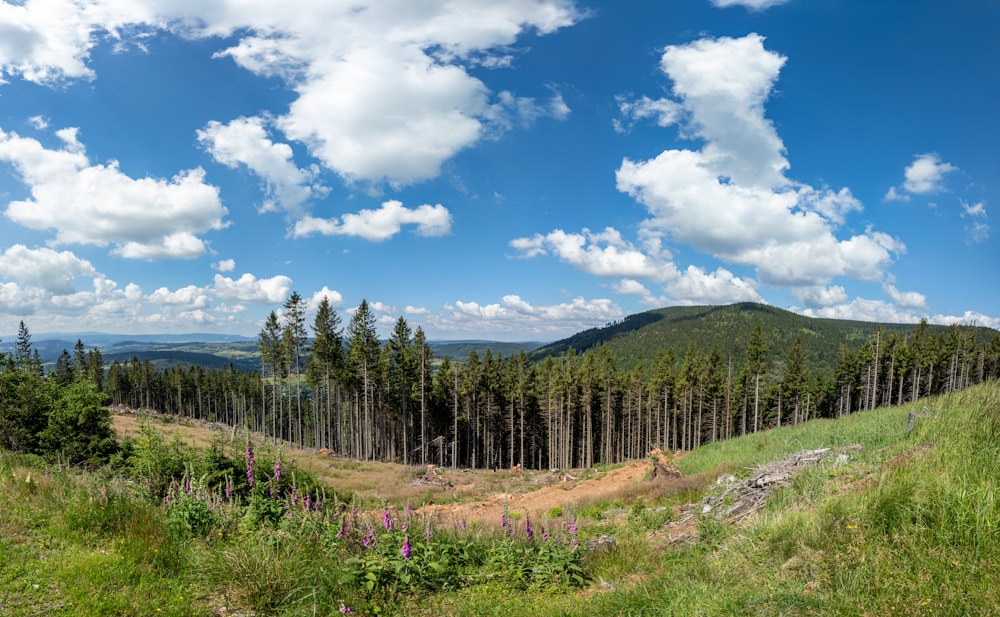 Grüne Kiefern unter blauem Himmel und weißen Wolken tagsüber