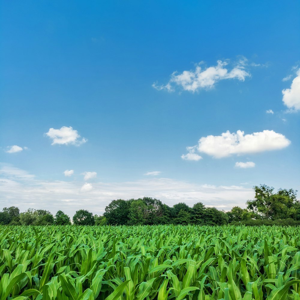 green leaf plants under blue sky during daytime