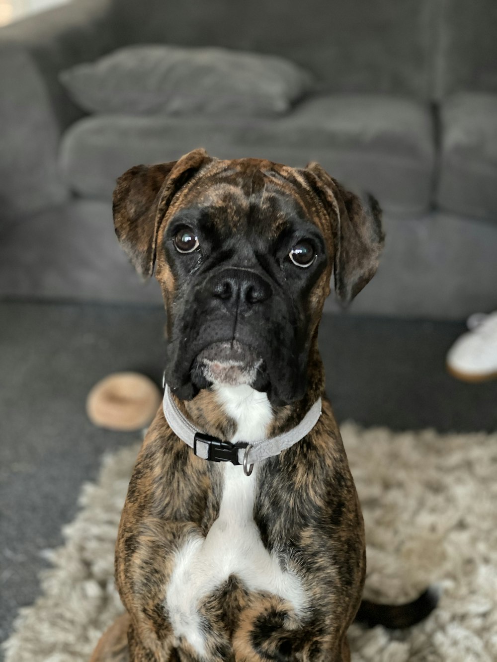 brown and black short coated dog