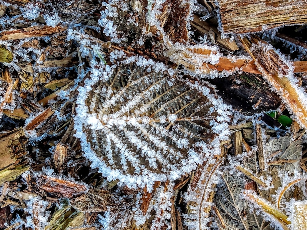 white snow flakes on brown dried leaves