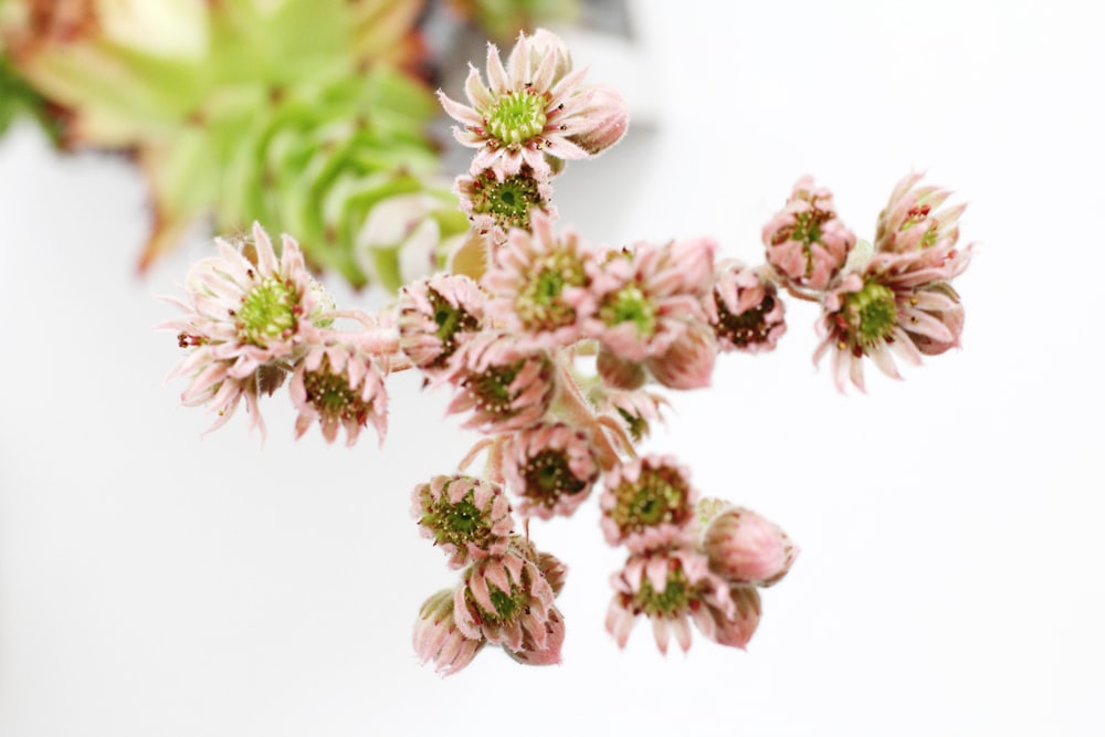 pink and white flowers on white table